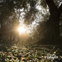 D'ORAZIO ◆ 特級初榨橄欖油500ml/豔陽花開
