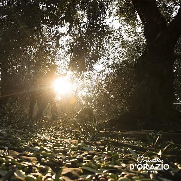 D'ORAZIO ◆ 特級初榨橄欖油500ml/蔚藍義大利