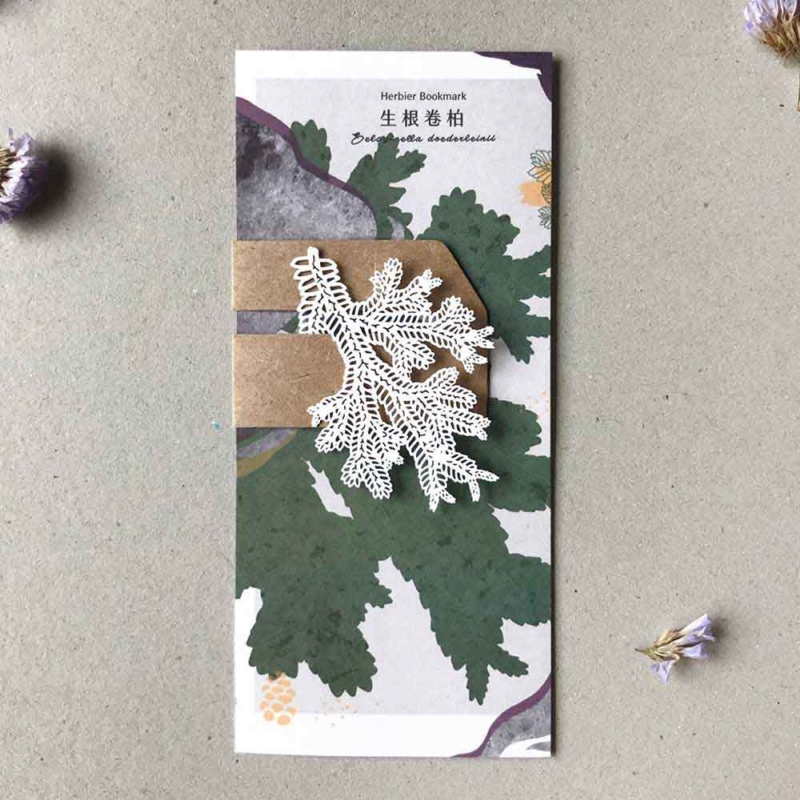 只有蕨 ◆ 蕨類標本紙雕〈12款〉